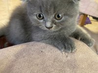 Masrafına scottish fold