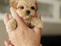 KORE TEACUP MALTİPOO YAVRULARIM