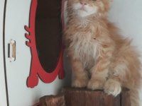 MAİNECOON ORANJ ERKEK TORTİ ÖZELLİKLİ