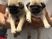 cep herkülü pug mopslar heryere gönderilir