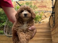 KUCUK SEKER POODLE MINIKLER