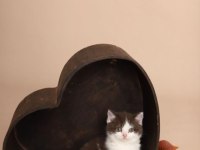 British shorthair cinnemon bi color