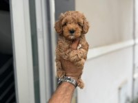 Maltipoo Yavrularımız