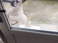 Oyuncu ve hareketli french bulldog