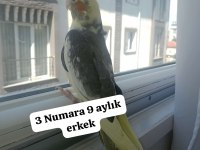 Sultan papağanı ev üretimi kuşlar