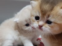 Koca ayı surat boncuk gözler british shorthair yavrular
