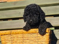 Black Toy Poodle Yavrular