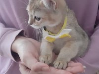Golden British Shorthair Kedisi