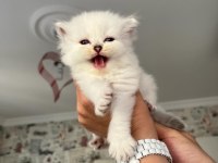Safkan beyaz mavi gözlü longhair bebekler