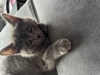 Kedi british shorthair