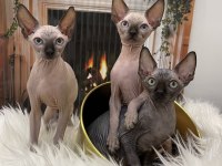 Sphynx sfenks tüysüz dişi erkek yavru