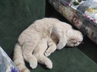 6 aylık blue point british shorthair