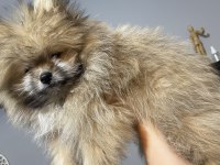 AYICIK SURAT POMERANİAN BOO