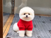 Pomeranian boo yavrularımız