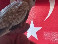 Sevimli Wifi Yavru Sultan Papağanı