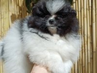 Garantili Ayı Surat Pomeranian Erkek