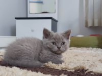 British shorthair sevdiğinize bir can verin
