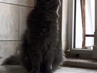 British longhair 4 yaşında
