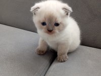 Scottish fold mavi gözlüler