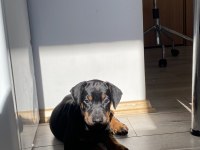 A KALİTE DOBERMAN SİYAH 2 aylık