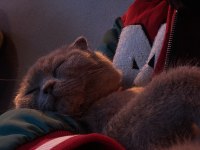 Scottish Fold Erkek 9 aylık ilk aşısı tam