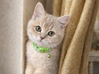 3,5 Aylık Erkek British Shorthair
