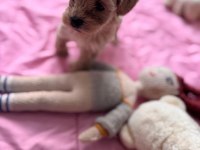 Maltipoo yavrular