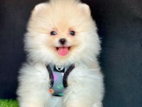 Sevimli Pomeranian Boo Yavrularımız