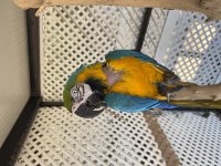 Sahiplendirilecek macaw papağanı