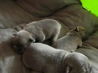 Anne blue - baba blue tan french bulldog yavrular