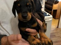 ÜST KALİTE DOBERMAN YAVRULAR
