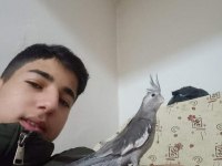 Ele kola alışkın yavru sultan papağanlar