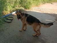 3 yaşında dişi alman kurdu sahiplendirilecektir