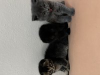 Scottish fold ve british shorthair yavrular