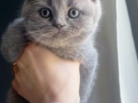 Safkan BRİTİSH shorthair ayı surat bebekler