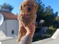 Maltipoo köpeğimiz