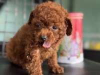 Petmode köpek çiftliğinden tea cup kore poodle