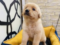 KALİTE İSTANBULDA GOLDEN RETRİEVER YAVRU
