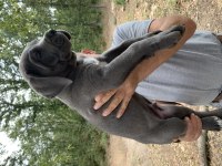 A KALİTE SAFKAN İTALİANO BLUE CANE CORSO