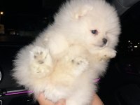 Teacup pomeranian