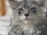 Tescilli Safkan Maine Coon