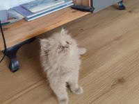 British Longhair Dişi