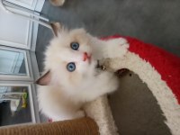 Dünyanın en sakin kedisi ragdoll