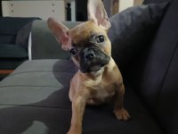 French bulldog dişi