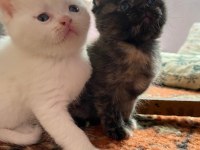 EĞİTİMLİ CİNS YAVRU KEDİLERİMİZ