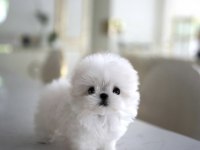 YILDIZIMIZ ARTIK SIZLERLE KORE TOY POODLE YAVRUMUZ
