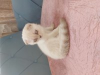 Scottish yavru kedi