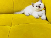 British shorthair Prensesimiz