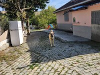 Hakiki saf kangal erkek