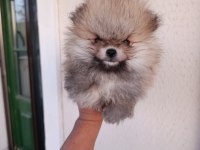 Pomeranian Boo Yavrular